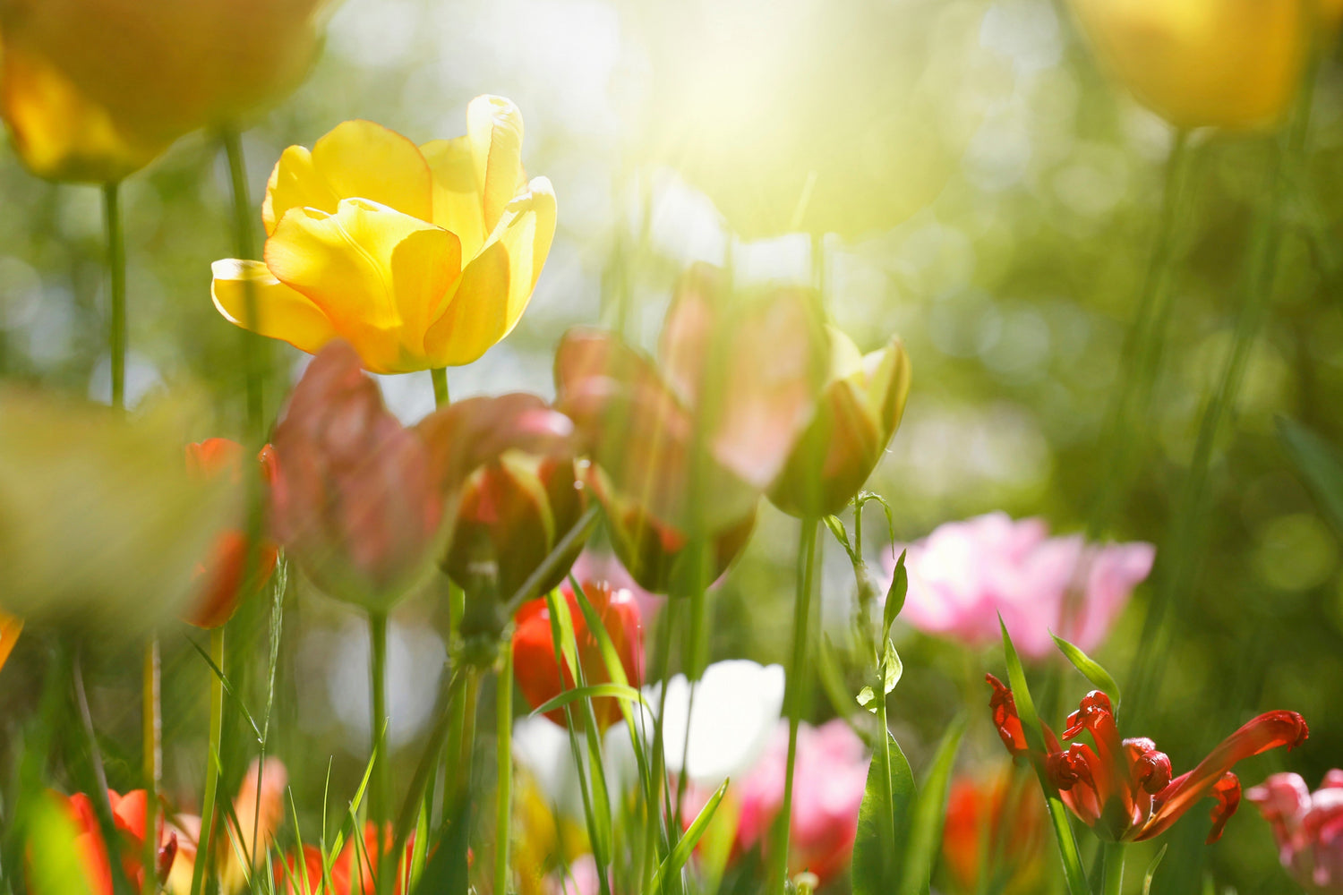 Frühlingserwachen für Körper & Seele