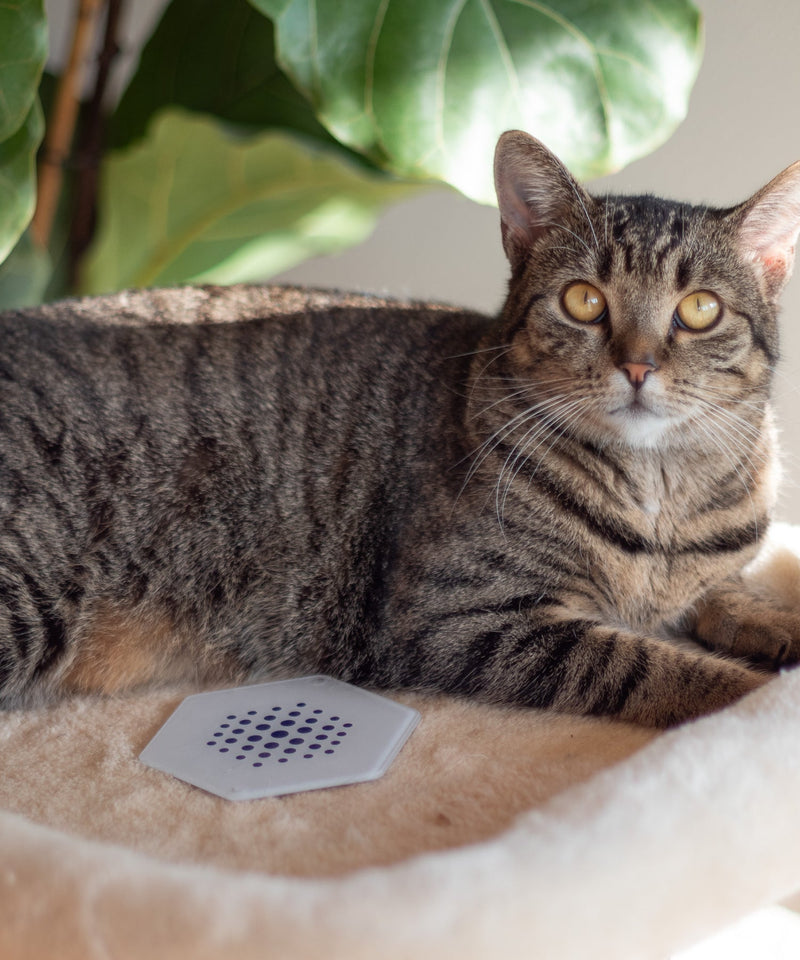 odem animal – für Hunde, Katzen und Pferde